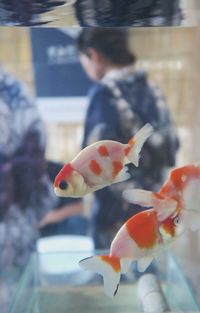 Close-up of fish swimming in aquarium