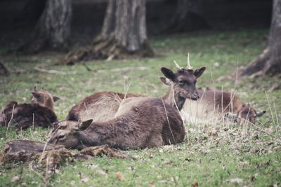 Deer in a field