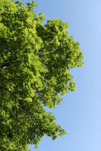 Low angle view of tree against clear blue sky