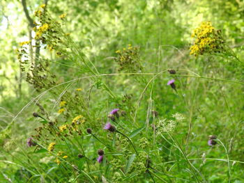 Close-up of purple flowering plants on field