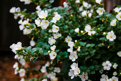 Close-up of white flowers