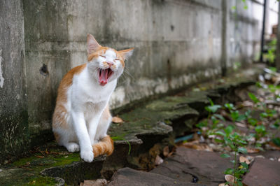 View of cat yawning