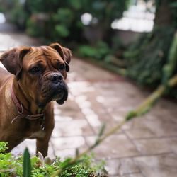 Dog looking away while standing on footpath