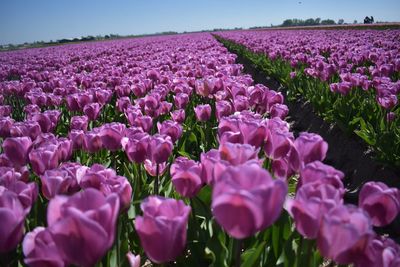 Purple flowering plants on field