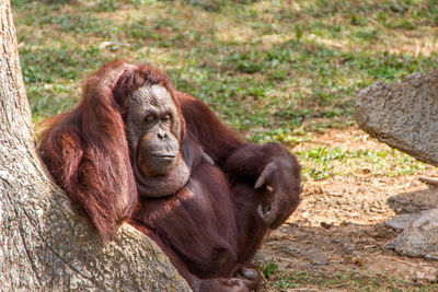 Close-up portrait of monkey