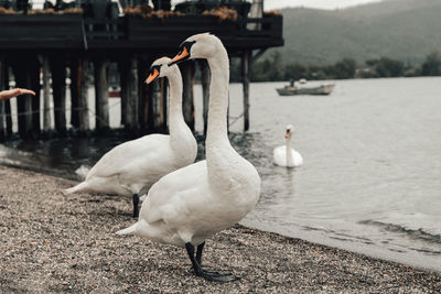 Swans at lakeshore