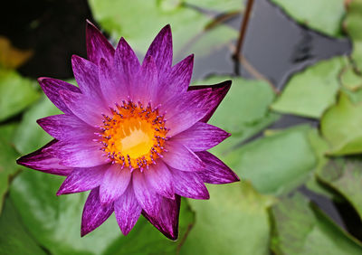 Close-up of purple lotus water lily in pond