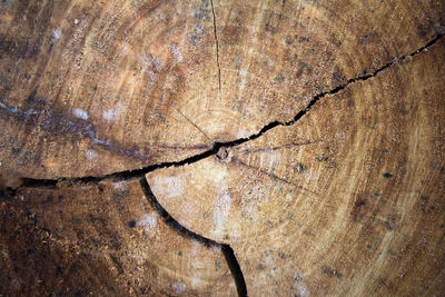 Full frame shot of tree stump