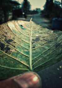 Close-up of autumn leaf