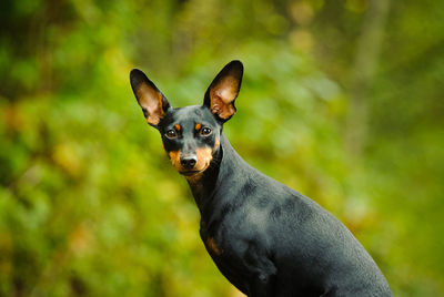 Portrait of dog