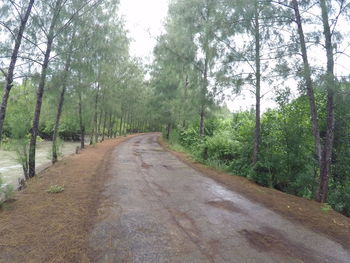 Empty road in forest