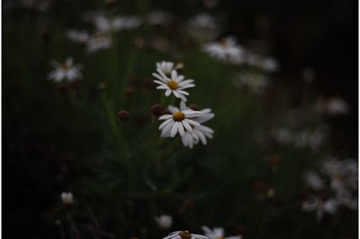 Close-up of white flowering plant