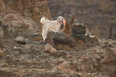 Close-up of goat standing on rock
