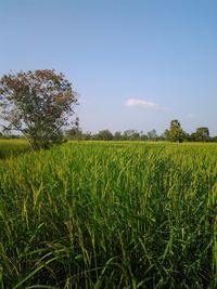 Scenic view of agricultural field against sky