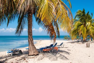 Palm trees on beach