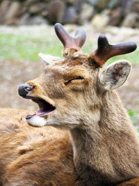 Close-up of deer sleeping in zoo