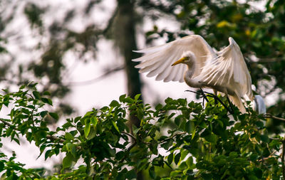 Low angle view of white bird flying