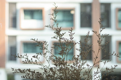 Close-up of plant against house window