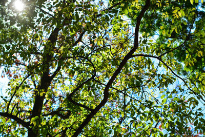 Low angle view of trees in forest against sky