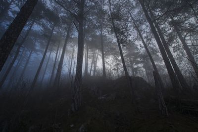 Low angle view of trees in forest