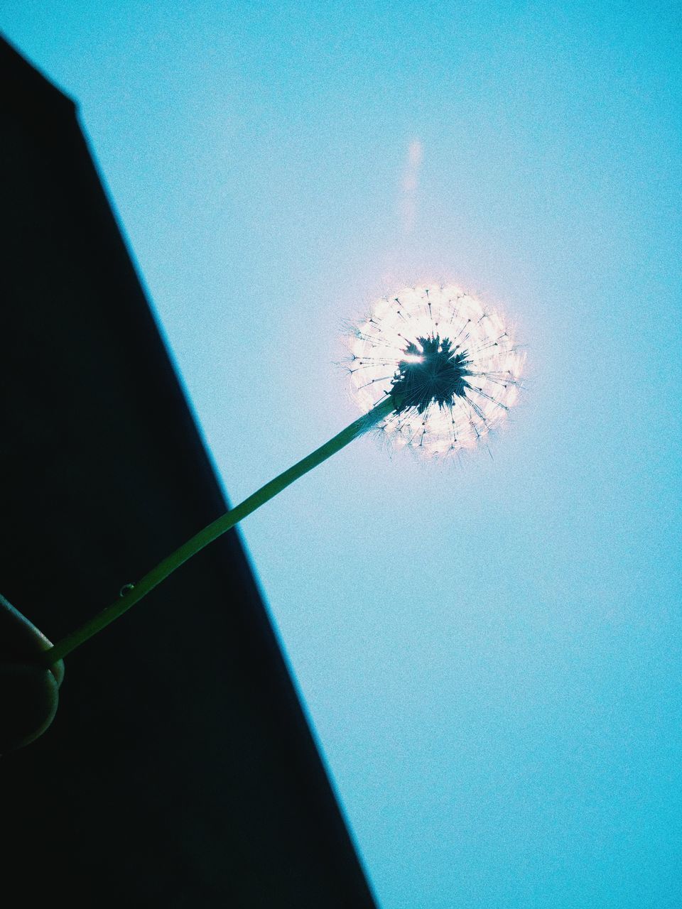 LOW ANGLE VIEW OF DANDELION AGAINST BLUE SKY