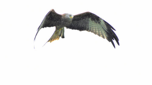 Low angle view of bird flying over white background