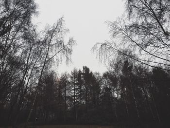 Low angle view of trees against sky