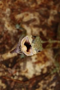 Close-up of lizard on rock
