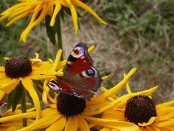 Close-up of honey bee pollinating on flower