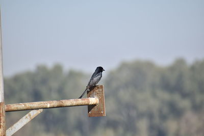 Close-up of bird perching on railing against sky