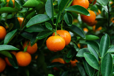 Orange fruit growing on tree