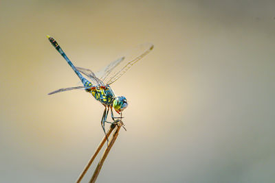 Close-up of dragonfly on plant