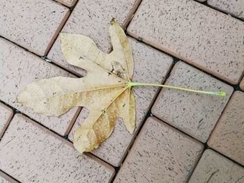 High angle view of dry leaves on tiled floor