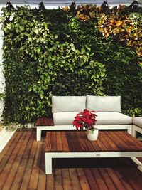 Close-up of potted plant on table