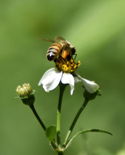 Close-up of bee pollinating on flower