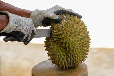 The hand of the person wearing gloves is holding the durian fruit.