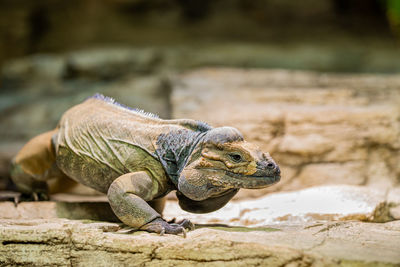 Close-up of lizard on rock