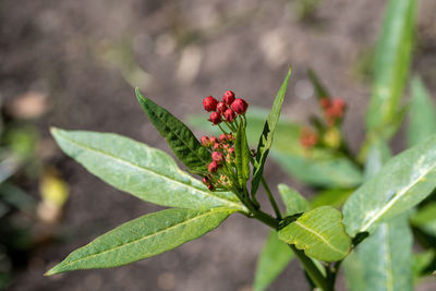 Close-up of red berries on plant