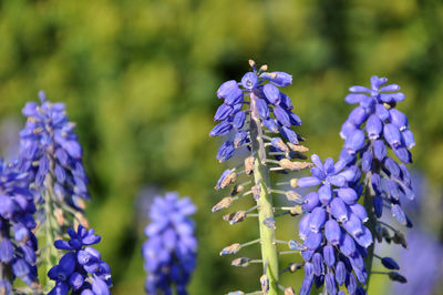 Close-up of purple flowering plants