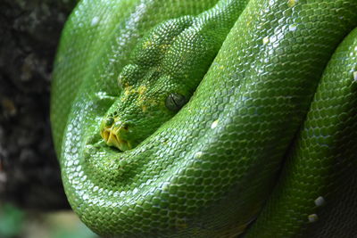 Close-up of green lizard