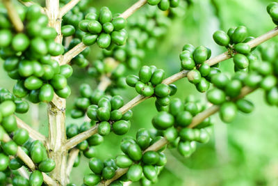 Close-up of berries growing on tree