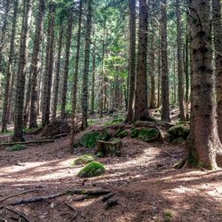 Trees growing in forest