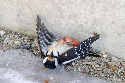 High angle view of bird eating food on snow