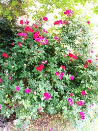 Pink flowers blooming in spring