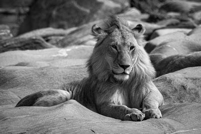 Mono young male lion lies on rocks