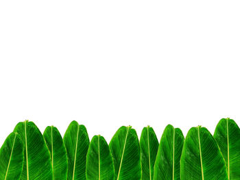 Banana leaf are isolated on white background