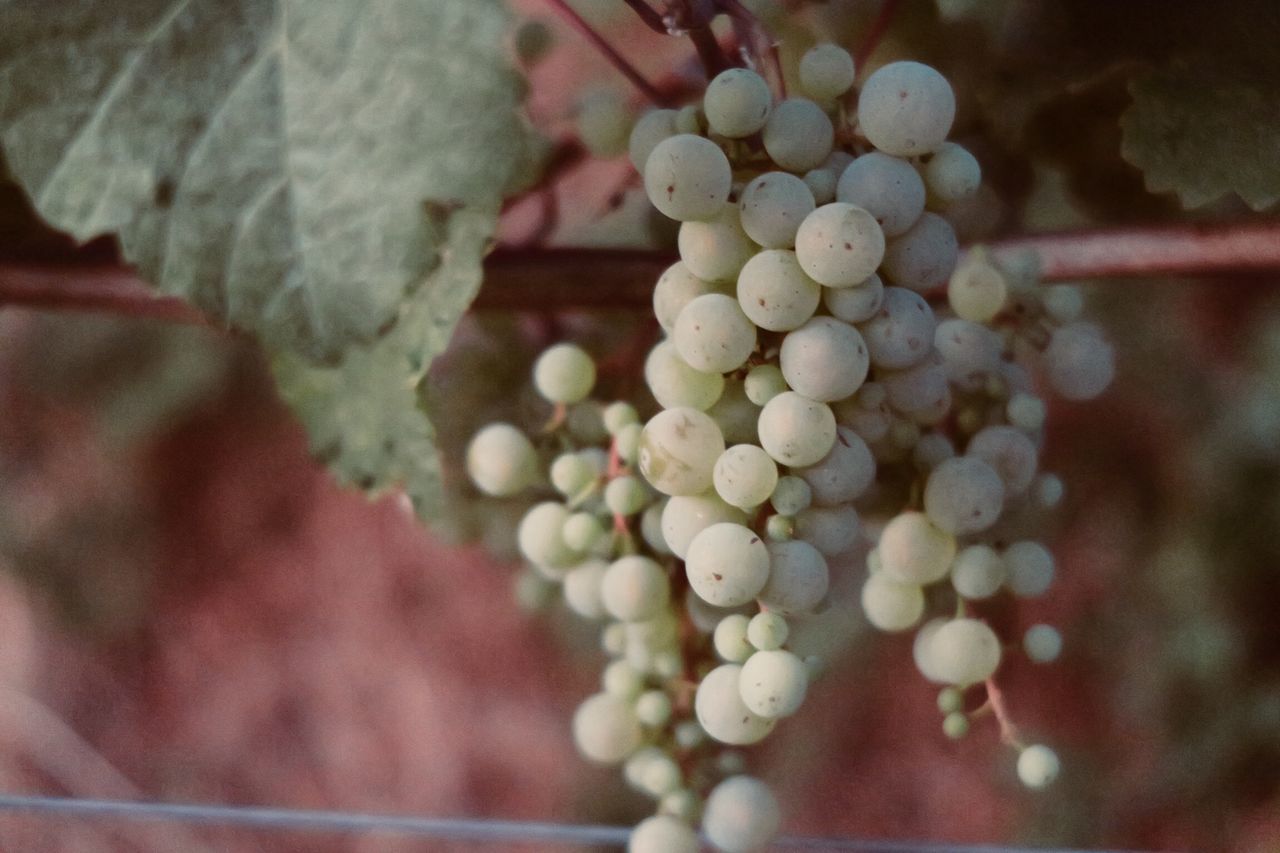 CLOSE-UP OF GRAPES IN CONTAINER