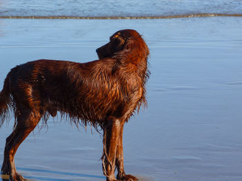 Side view of dog on beach