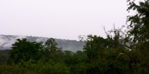 Scenic view of wet trees against clear sky