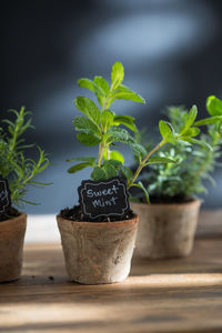 Close-up of potted sweet mint herbs in natural sunlight with a chalkboard backdrop